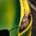 Avatar utilizator